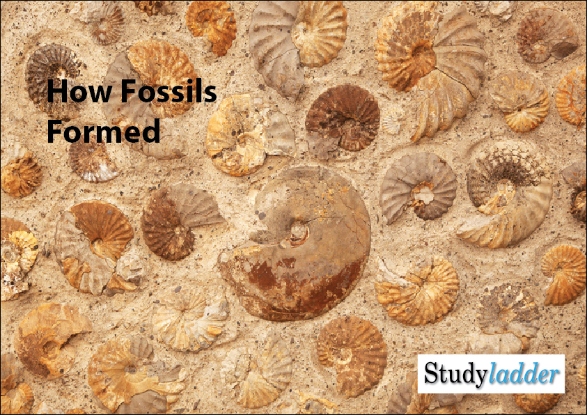 How Fossils Formed (6_slides) - Studyladder Interactive Learning Games