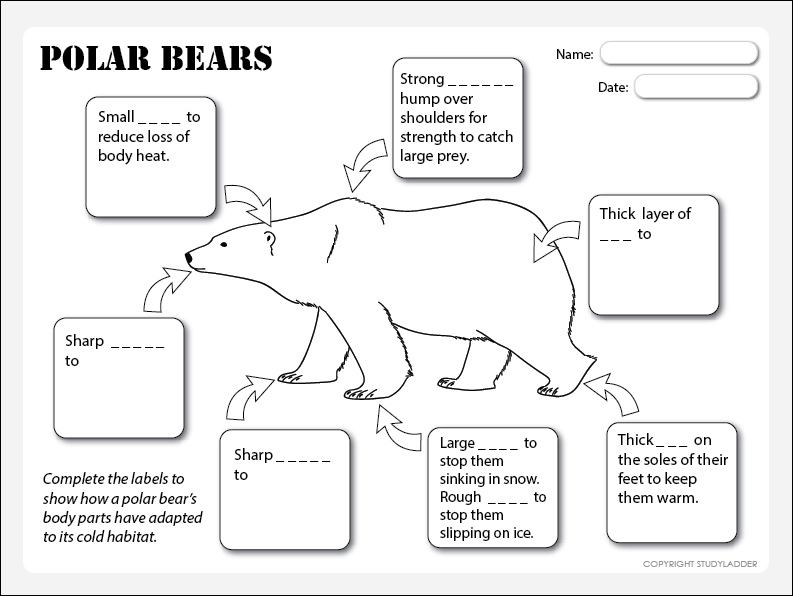 Under bear перевод. Белый медведь задания. Белый медведь задания для детей. Polar Bear body Parts. Polar Bear Polar Bear what do you hear Worksheet for Kids.