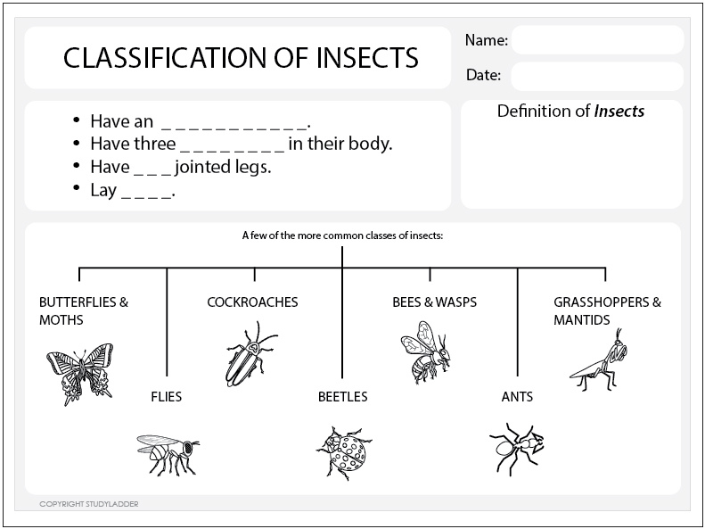 Classification Of Insects Worksheet Studyladder Interactive Learning Games